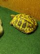 Hermanns : Male approx 6 years old (Tinkerbell)